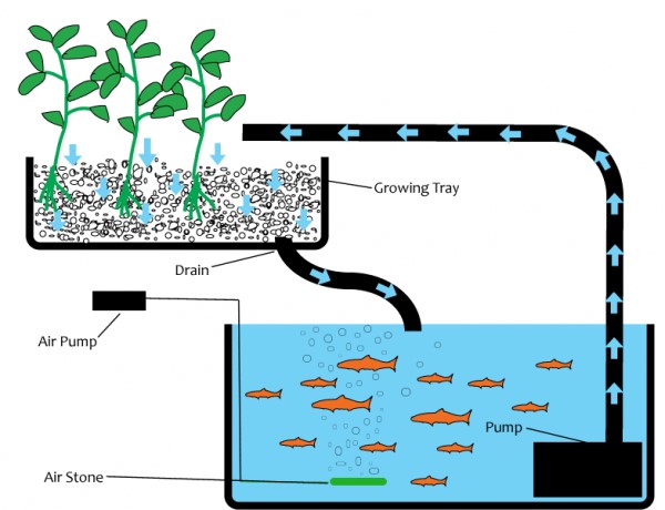 aquaponicteknigi.jpg
